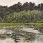 Marais verdoyant (10″x16″)